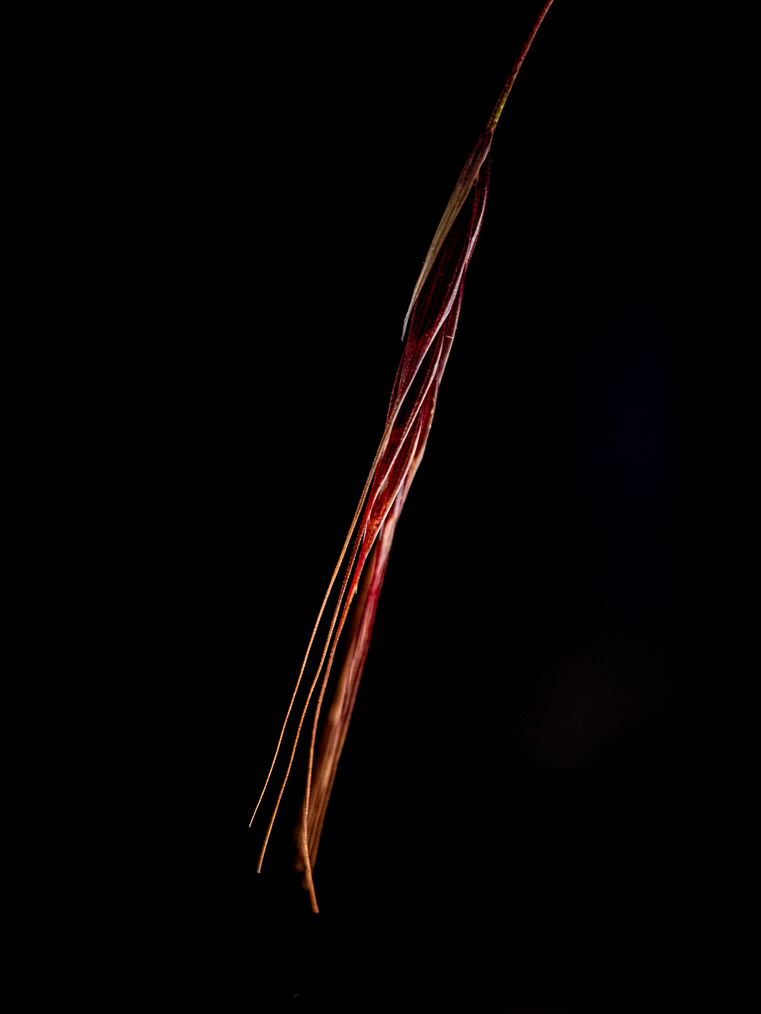 2024 06 08  xt 5   3668